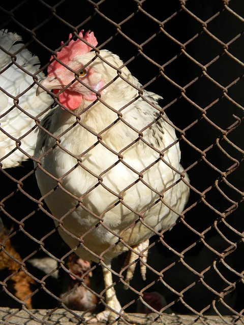 中超联赛竞 中超联赛竞